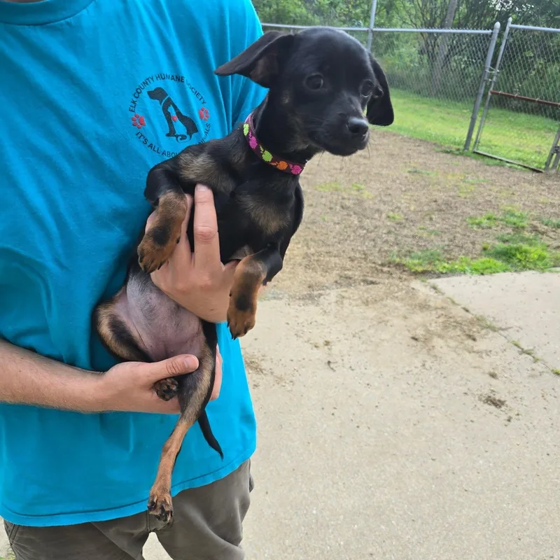 A baby small-sized female Bicolor Chihuahua dog named Charlie for adoption in Saint Marys, PA