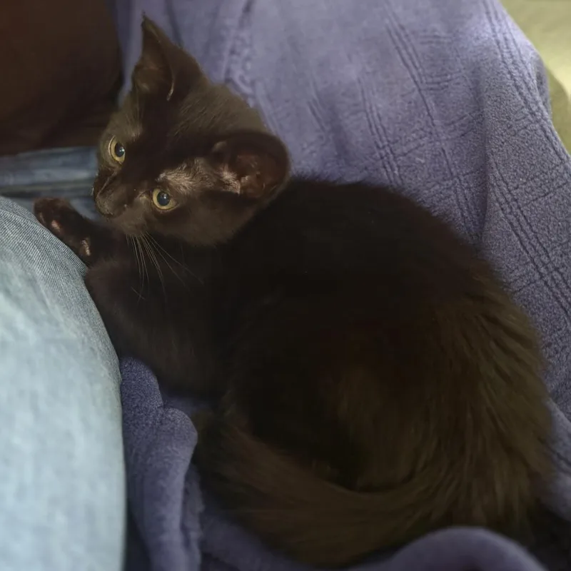 A baby small-sized female Black Domestic Short Hair cat named Siren for adoption in Enfield, NH