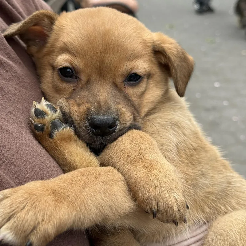 A baby medium-sized male Brown / Chocolate Labrador Retriever dog named Fozzie for adoption in Brooklyn, NY