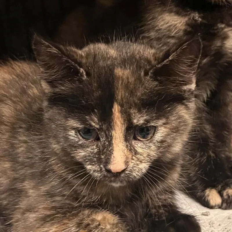 A baby small-sized female Tortoiseshell Domestic Short Hair cat named Rj for adoption in Fredericksburg, VA