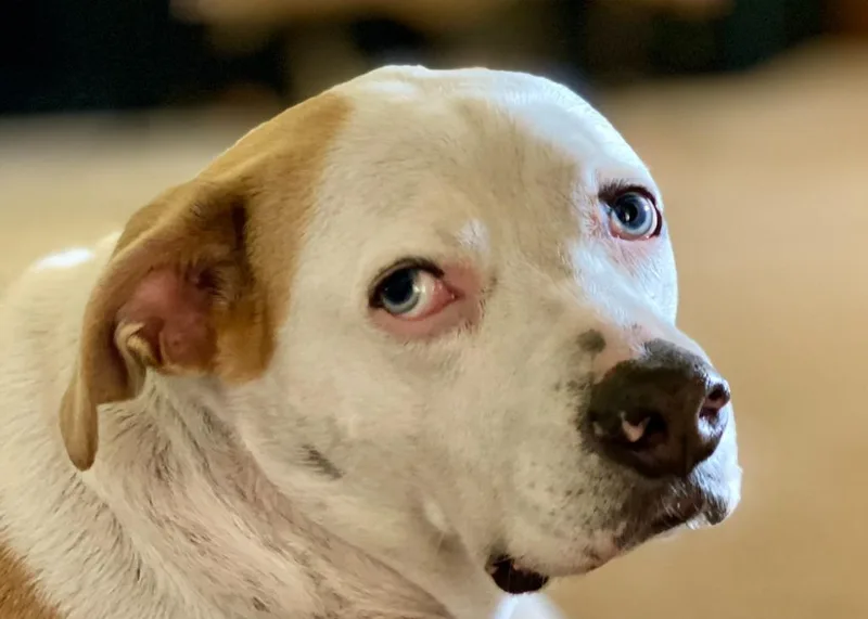 A senior large-sized male Catahoula Leopard Dog dog named Wilson "willie for adoption in Luling, TX