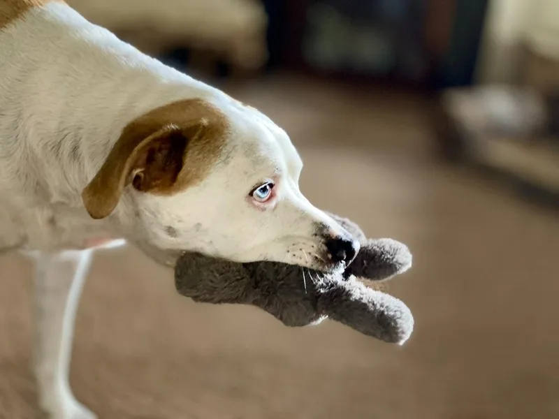 Wilson "willie thumbnail 2