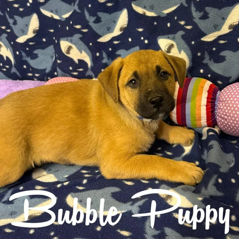A baby large-sized male Labrador Retriever dog named Bubble Puppy for adoption in Hillsboro, OH