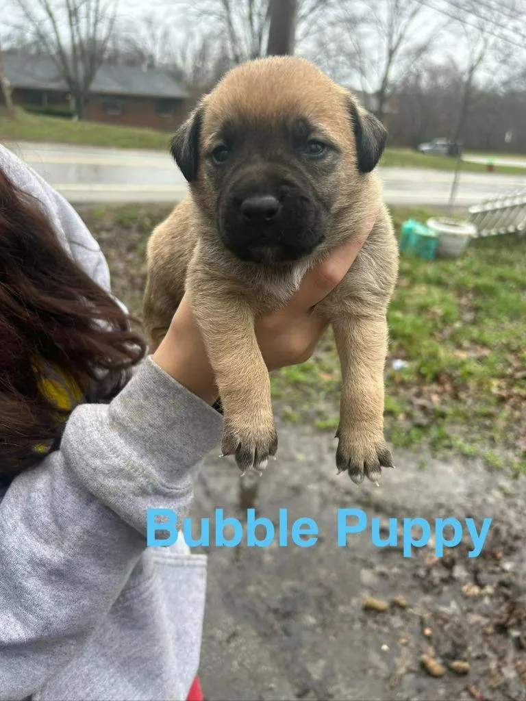 Bubble Puppy thumbnail 2