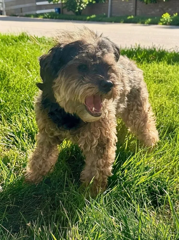 A senior medium-sized female Lhasa Apso dog named Charlotte for adoption in Littleton, CO