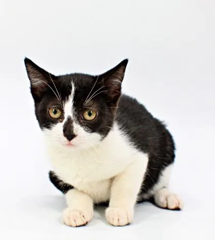 A baby small-sized female Domestic Short Hair cat named Amelia for adoption in Morton Grove, IL