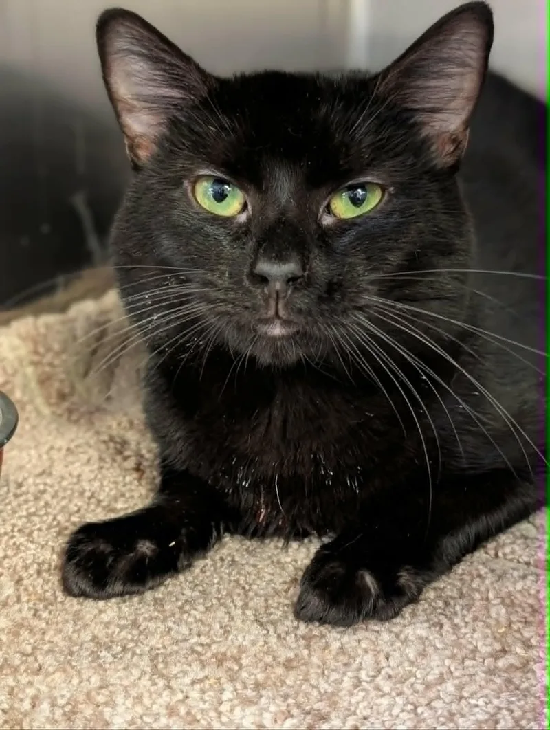 An adult medium-sized male Black Domestic Short Hair cat named Black Jack for adoption in Chambersburg, PA