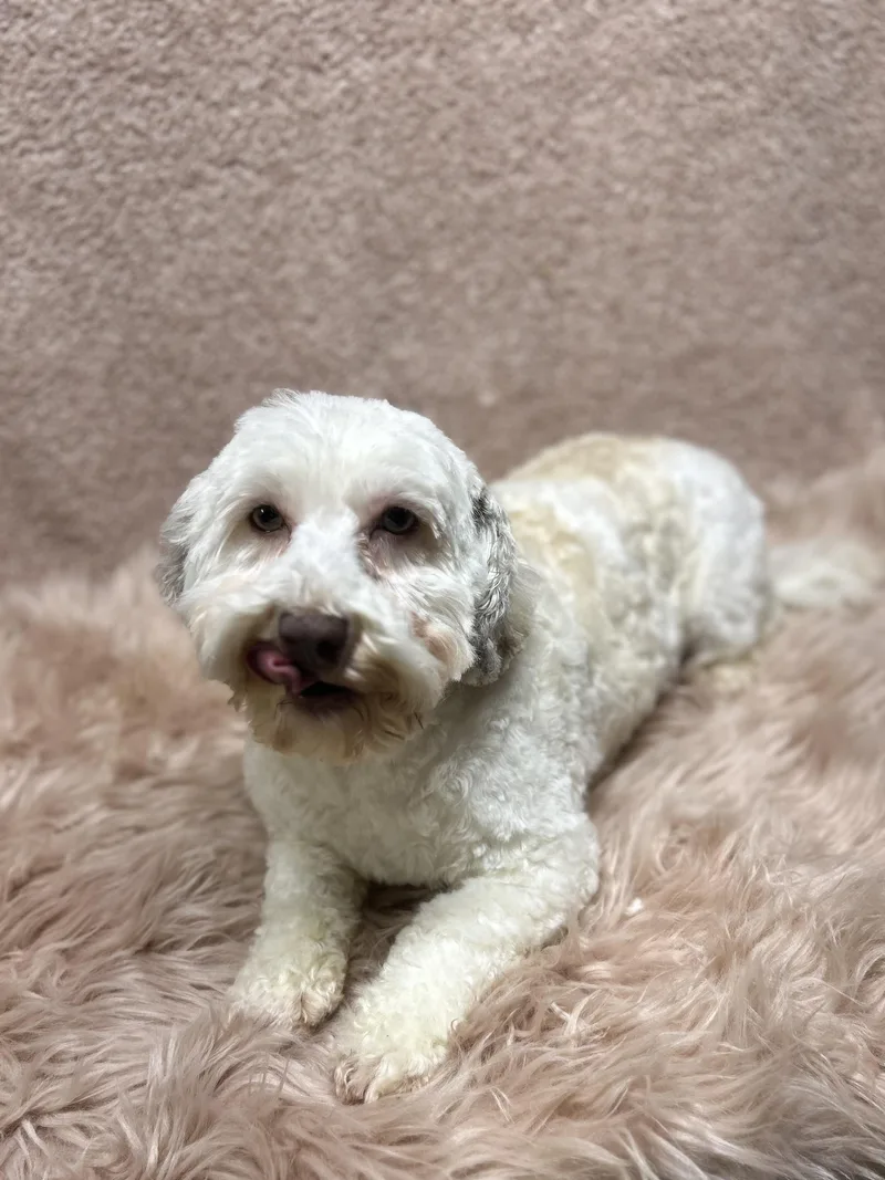 An adult small-sized female Havanese dog named Phoebe for adoption in Elyria, OH
