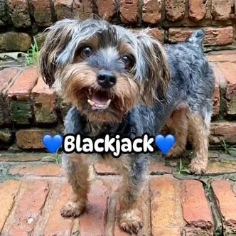 A senior small-sized male Yorkshire Terrier dog named Blackjack for adoption in Hopkinton, MA