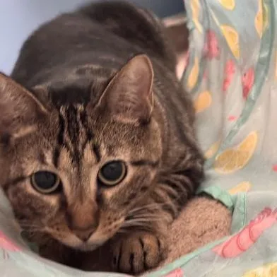 A young medium-sized female Tabby (Brown / Chocolate) Tabby cat named Eleanor for adoption in Liverpool, TX