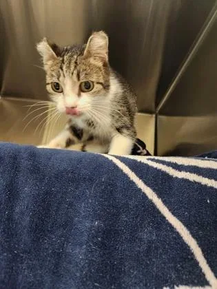 A baby small-sized female Domestic Short Hair cat named Rebecca for adoption in Independence, MO