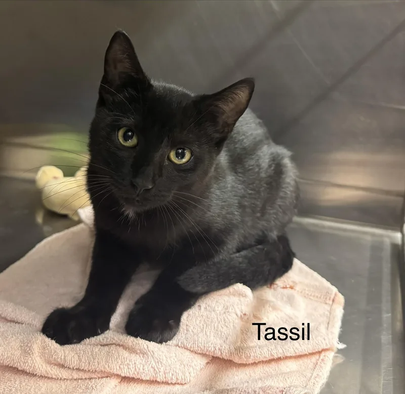 A baby medium-sized male Black Domestic Short Hair cat named Tassil for adoption in Ulster, PA