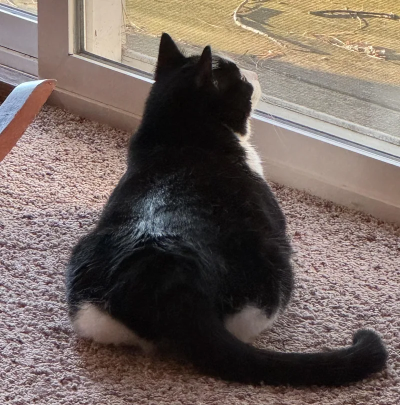 An adult medium-sized female Black & White / Tuxedo Domestic Short Hair cat named Coco Courtesy Listed for adoption in Midland, MI