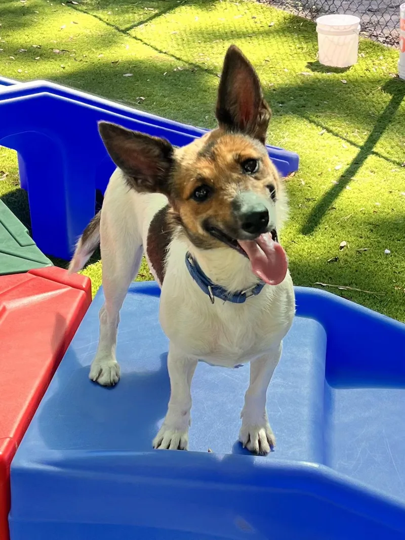 An adult small-sized female Brown / Chocolate Shetland Sheepdog / Sheltie dog named Magnolia for adoption in Pawleys Island, SC