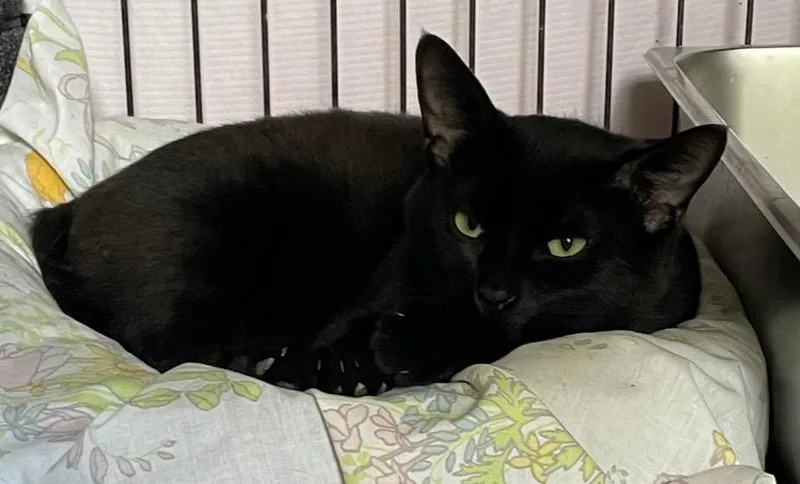 A young medium-sized male Domestic Short Hair cat named Tory for adoption in Muskegon, MI