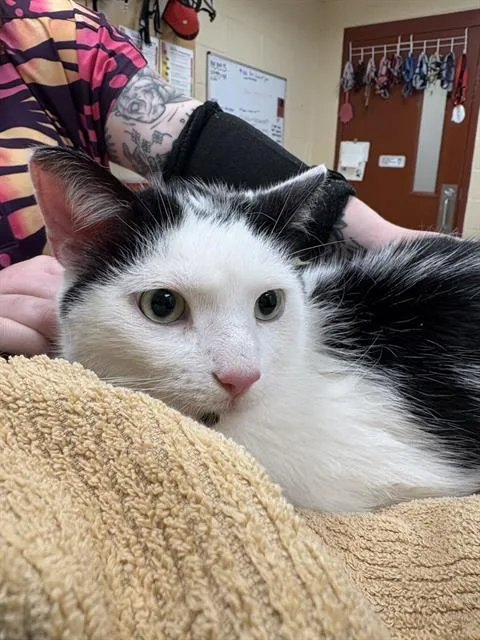 An adult small-sized male Domestic Short Hair cat named Dobby for adoption in Aliquippa, PA