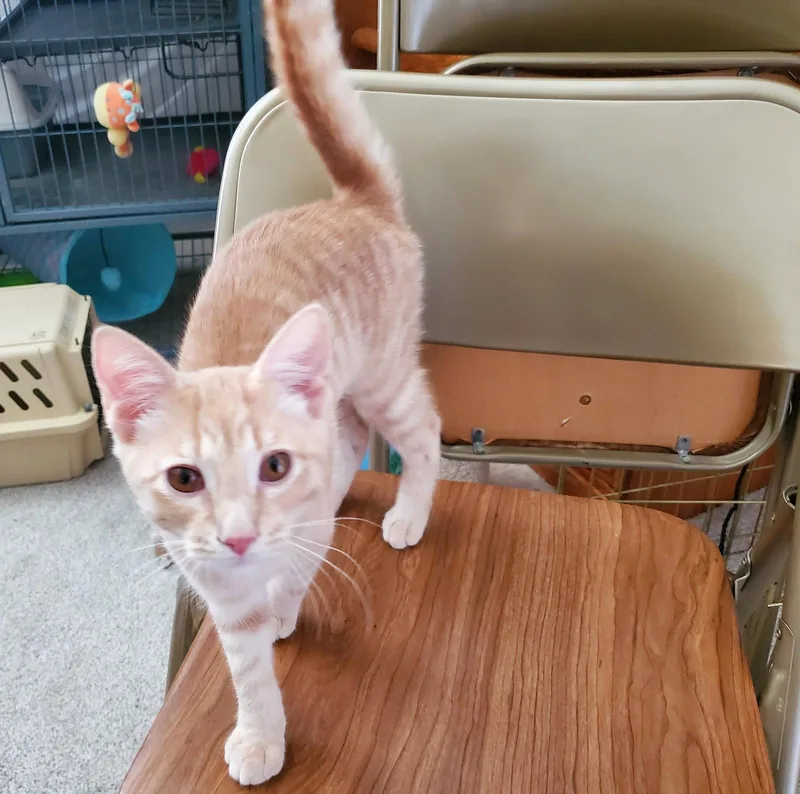 A baby medium-sized male Orange / Red Domestic Short Hair cat named Streak for adoption in Cincinnati, OH