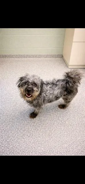 A young medium-sized female Shih Tzu dog named Sky for adoption in Westminster, MD
