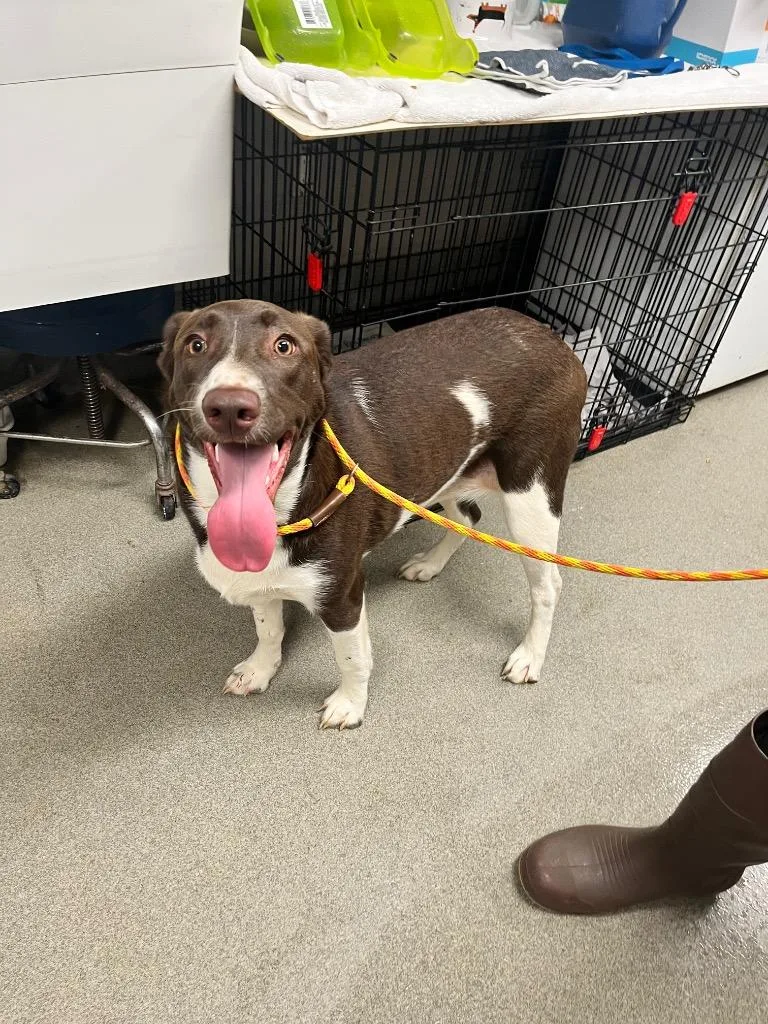 A young large-sized female Labrador Retriever dog named Medusa for adoption in Hopkinsville, KY