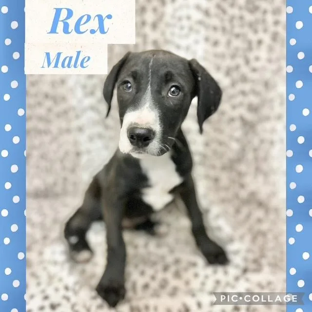 A baby medium-sized male Mountain Cur dog named Rex for adoption in Manchester, CT