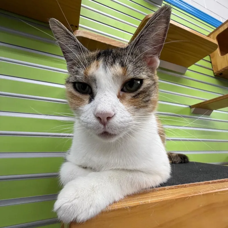 A young medium-sized female Calico Domestic Short Hair cat named Chloe for adoption in Montgomery, AL