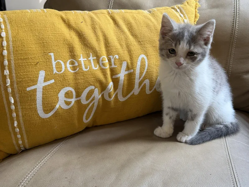 A young medium-sized female Gray & White Domestic Short Hair cat named Angel for adoption in Elkins, WV