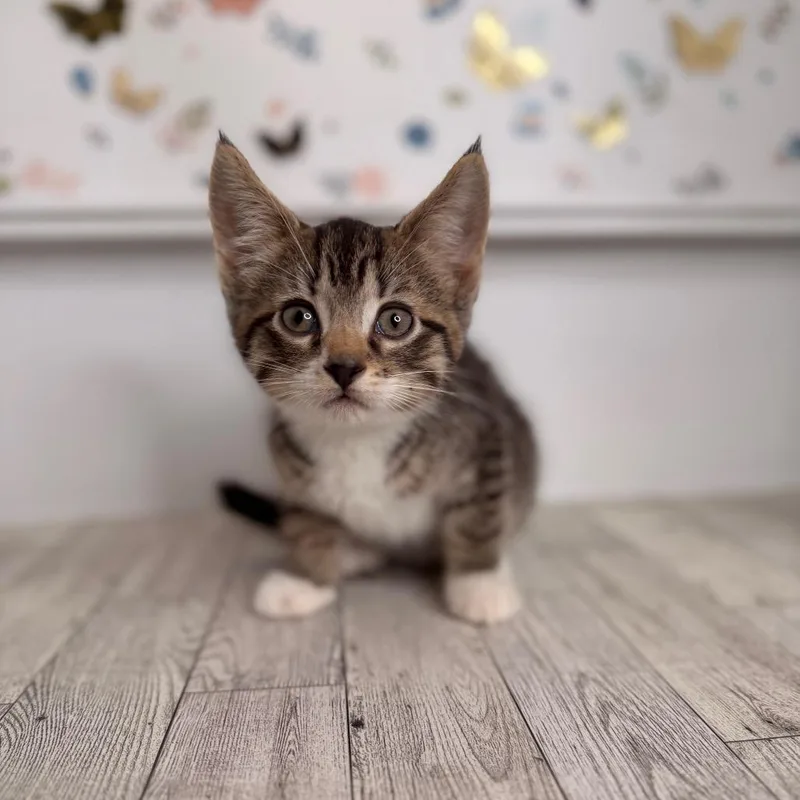 A baby small-sized male Brown / Chocolate Domestic Short Hair cat named Pretzel for adoption in Pasadena , MD