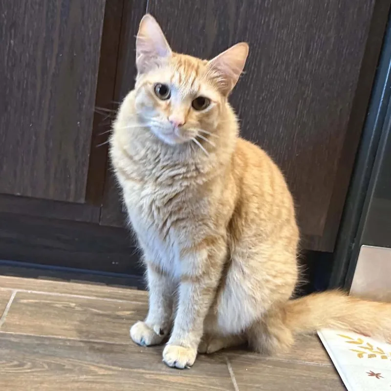 An adult medium-sized male Buff / Tan / Fawn Domestic Long Hair cat named Fred for adoption in Long Beach, CA