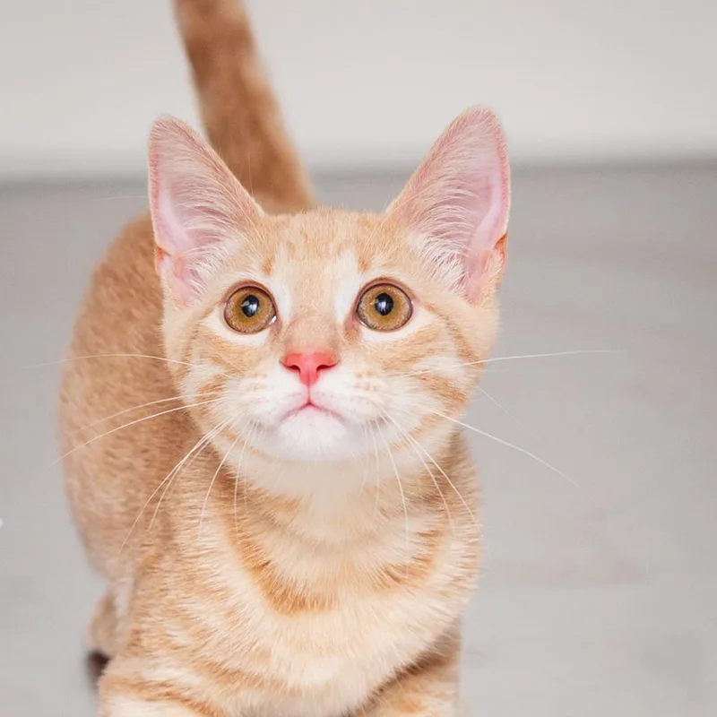 A baby small-sized male Buff / Tan / Fawn Domestic Short Hair cat named Nugget for adoption in Hattiesburg, MS