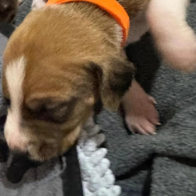 A baby medium-sized male Brown / Chocolate Coonhound dog named Pumpkin for adoption in Jarrettsville, MD