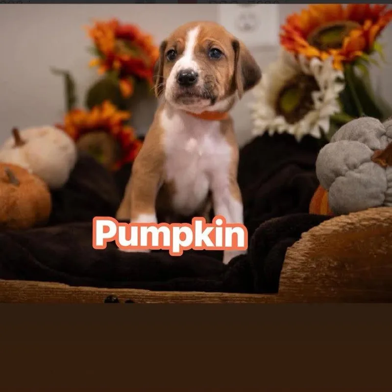 Pumpkin thumbnail 2
