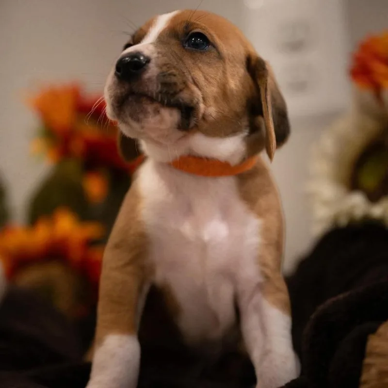 Pumpkin thumbnail 3