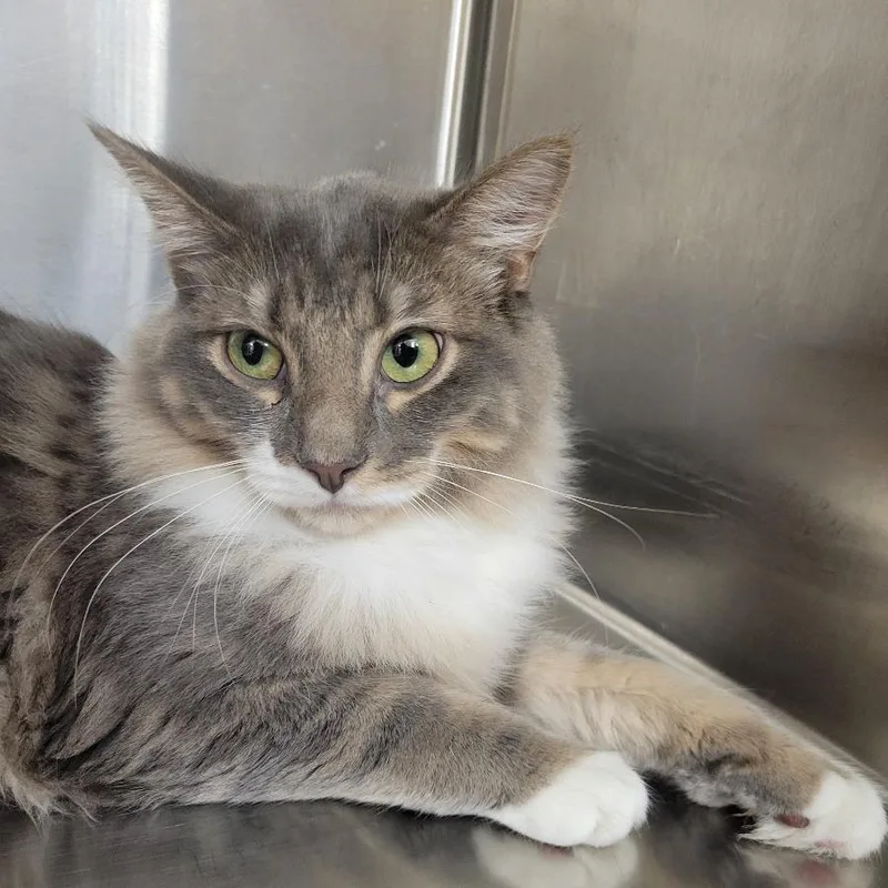 A young medium-sized female Gray / Blue / Silver Domestic Medium Hair cat named Waffles for adoption in New York, NY