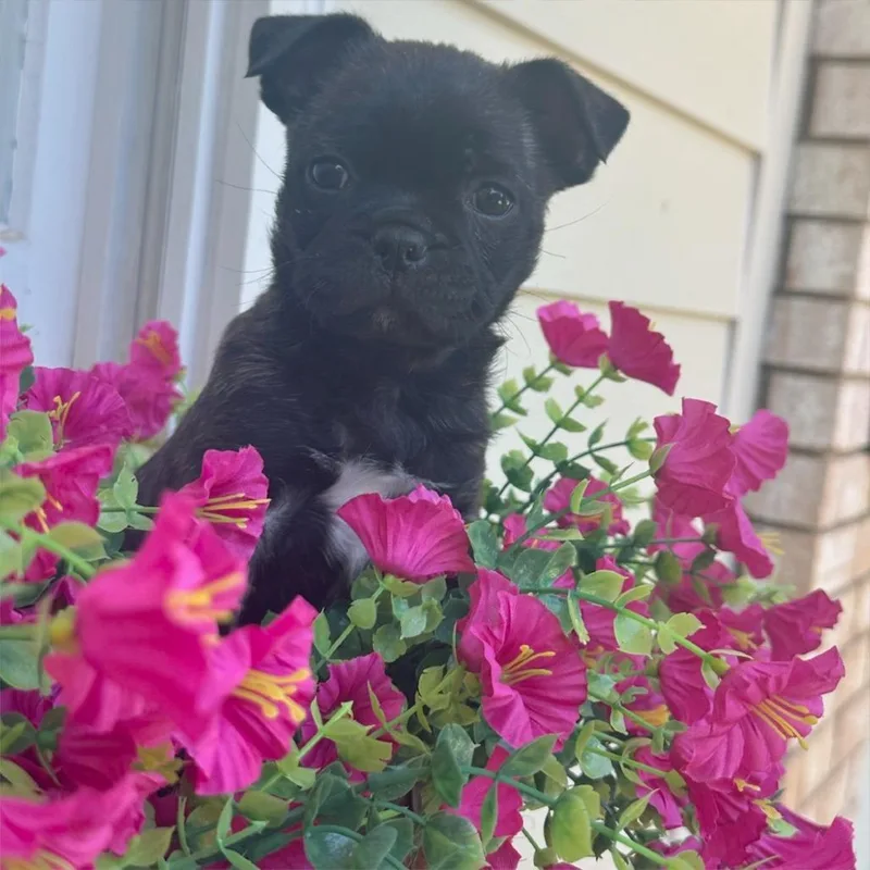 A baby small-sized female Brindle Pug dog named Poppy for adoption in Helena, AL