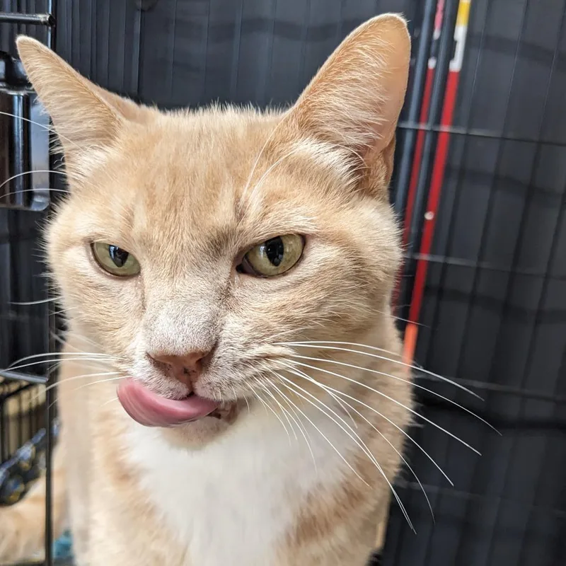 A senior large-sized male Domestic Short Hair cat named Dusty Washington Petco for adoption in Union, MO