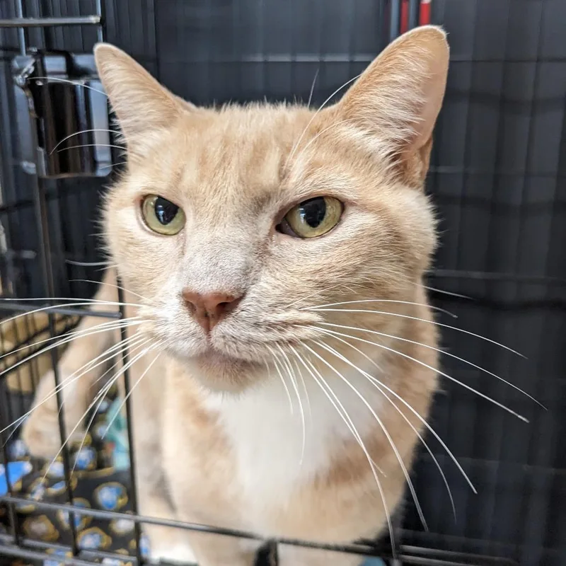 Dusty Washington Petco thumbnail 2