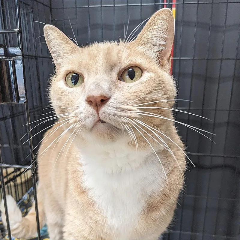 Dusty Washington Petco thumbnail 3
