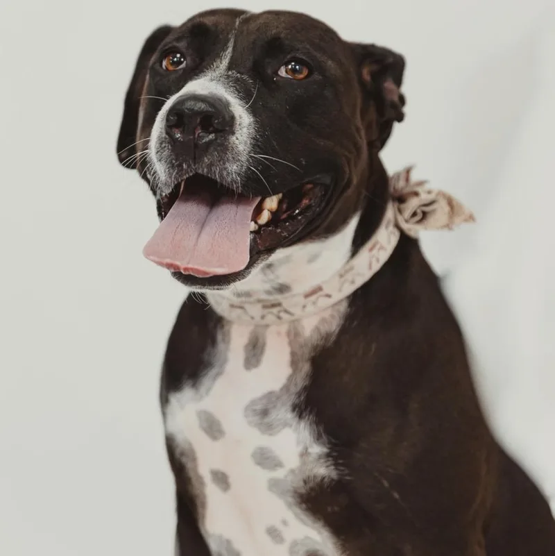 A young large-sized female American Staffordshire Terrier dog named Comfy for adoption in Krum, TX