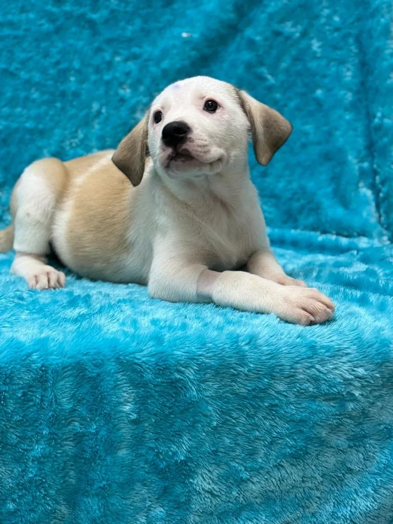 A baby small-sized female Staffordshire Bull Terrier dog named Lucy for adoption in Little Elm, TX