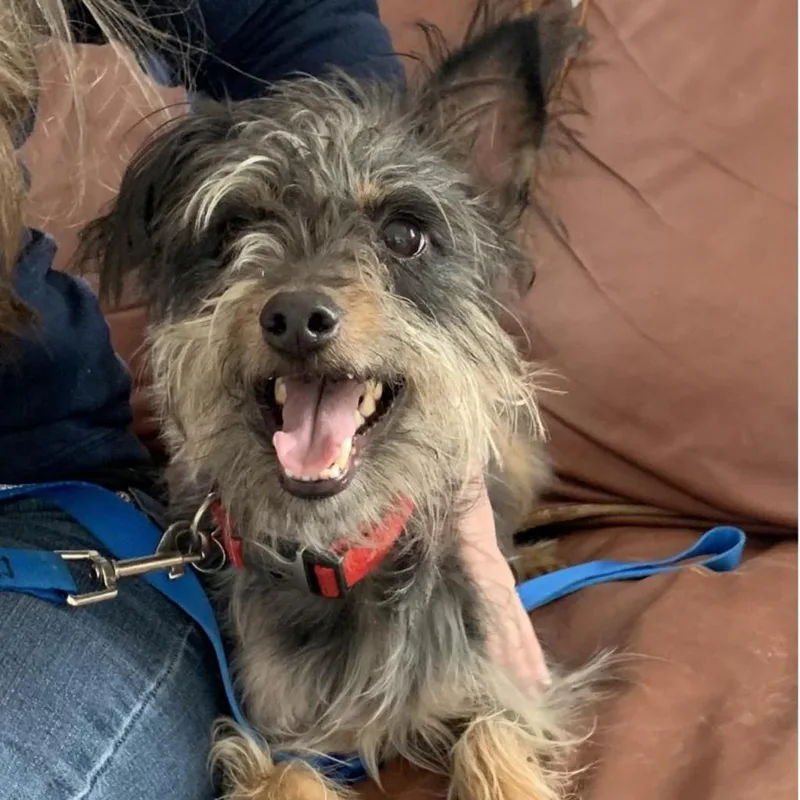A senior small-sized male Gray / Blue / Silver Mixed Breed dog named Benny for adoption in Park City, UT