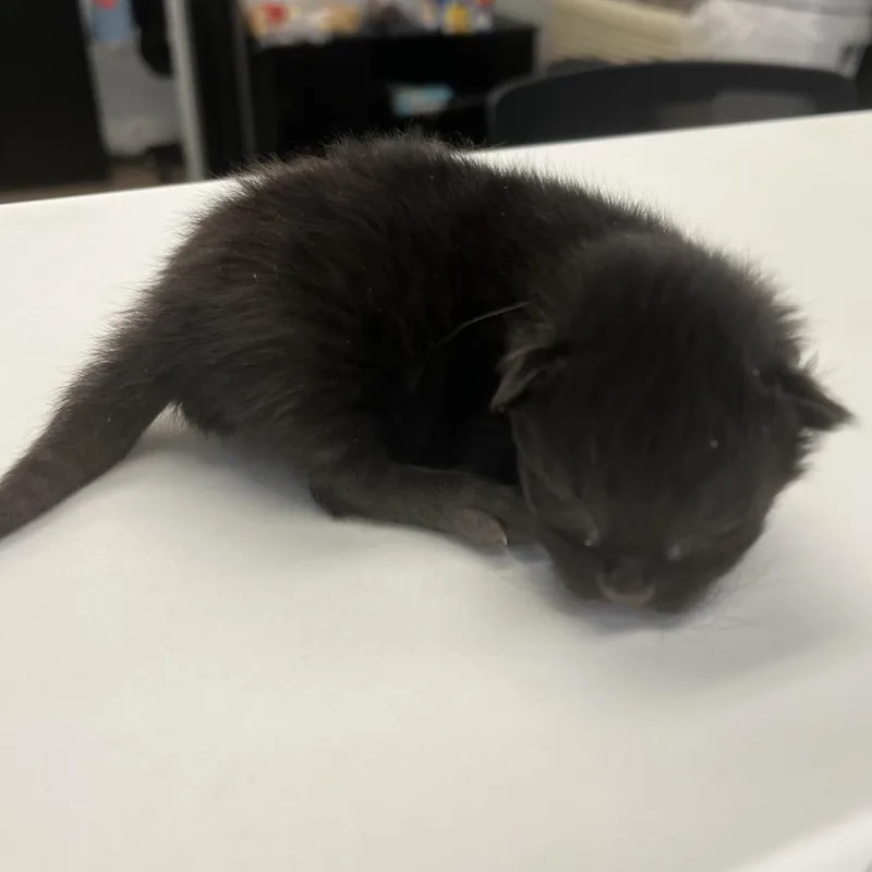 A baby small-sized male Black Domestic Short Hair cat named Dill for adoption in Morganfield, KY