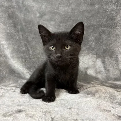 A young medium-sized male Domestic Short Hair cat named Merlin for adoption in Buffalo, MN