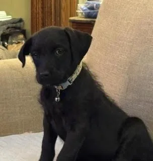 A baby large-sized female Black Poodle dog named Poppy for adoption in Racine, WI