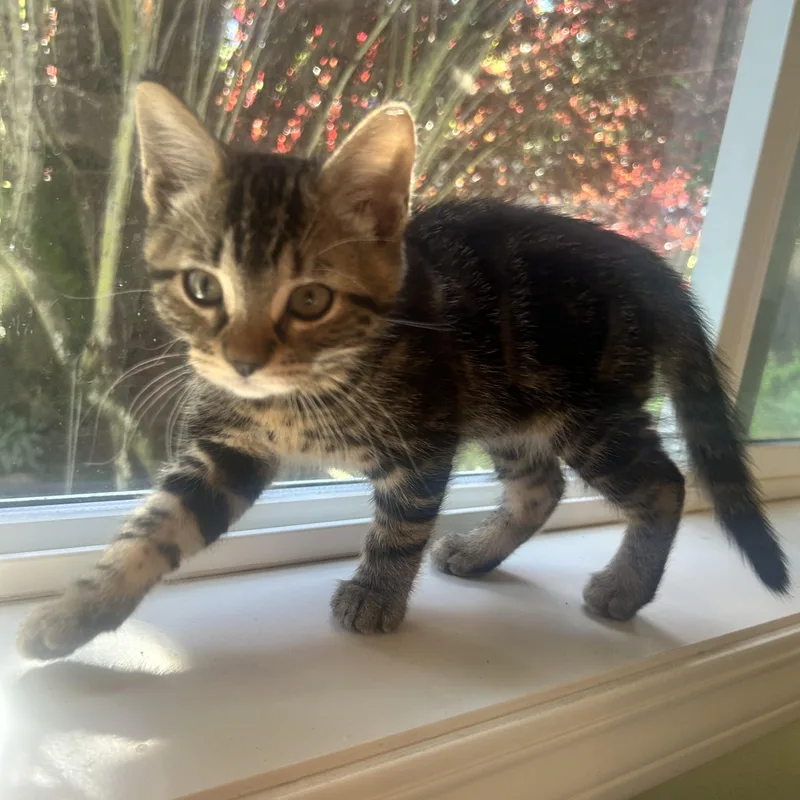 A baby medium-sized female Tabby (Brown / Chocolate) Domestic Short Hair cat named Paige for adoption in Portland, OR