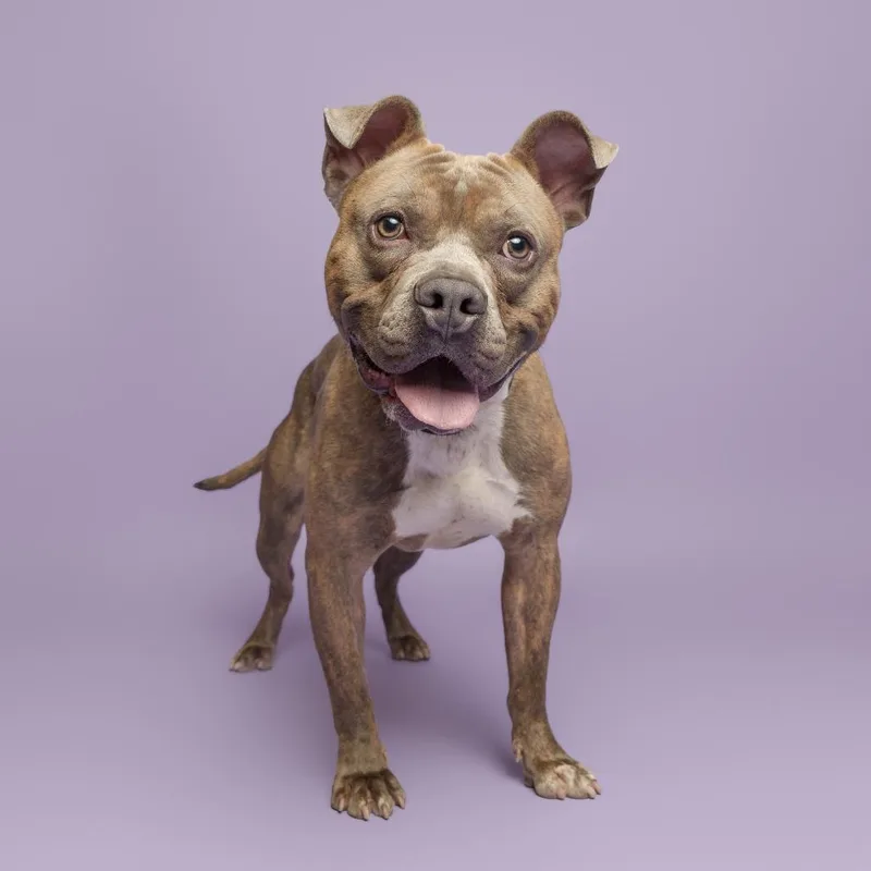 D.o.g.