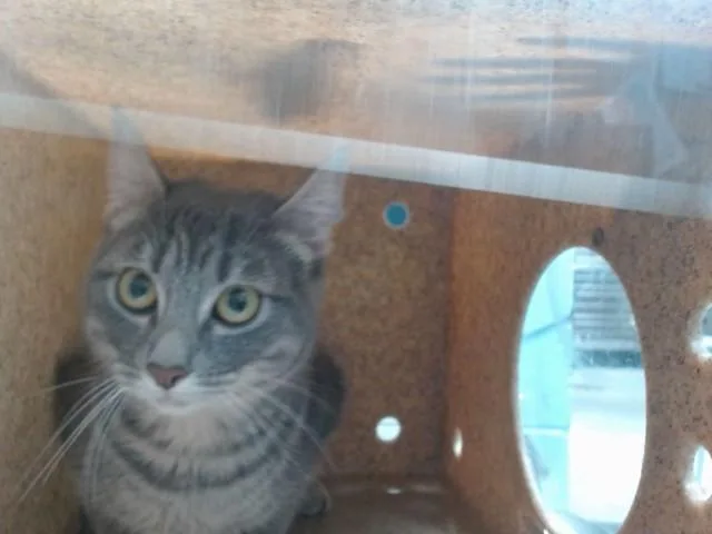 A young medium-sized female Domestic Short Hair cat named Momma for adoption in Albuquerque, NM