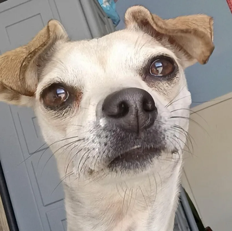 An adult small-sized female White / Cream Chihuahua dog named Rosalie for adoption in San Luis, CO