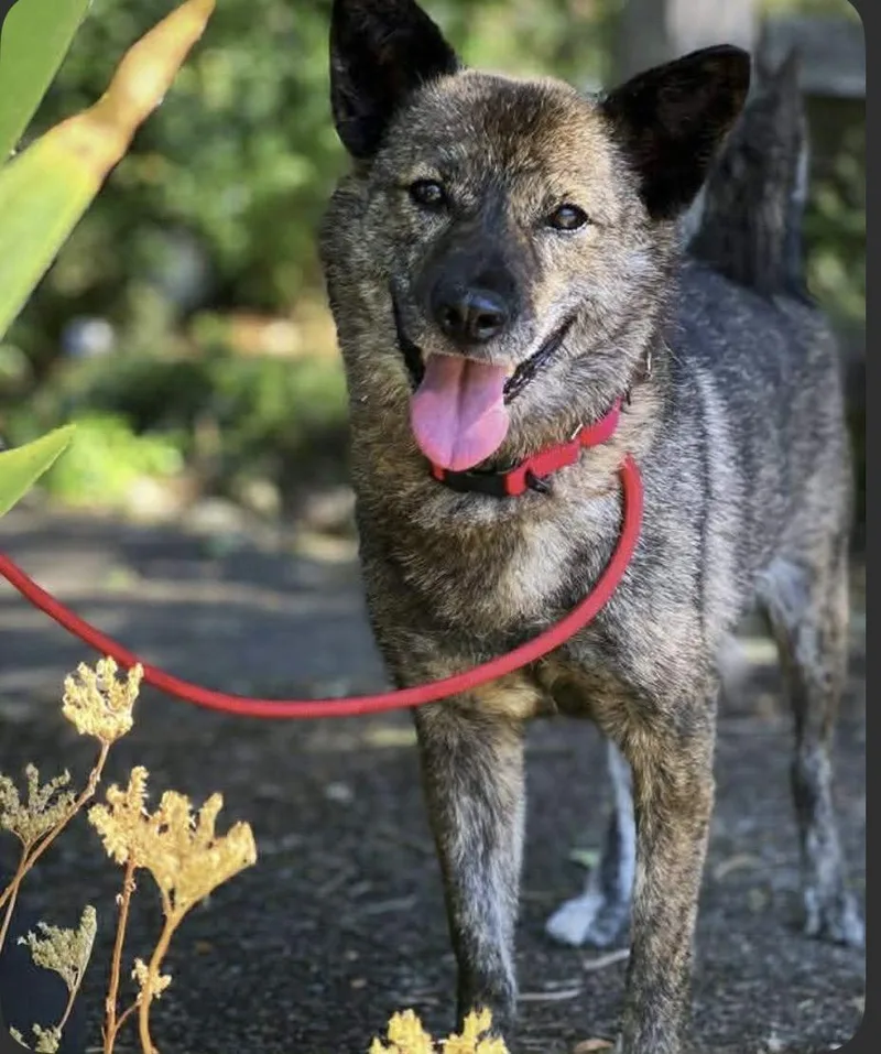An adult medium-sized female Brindle Kai Dog dog named Bobbie for adoption in Philomath, OR