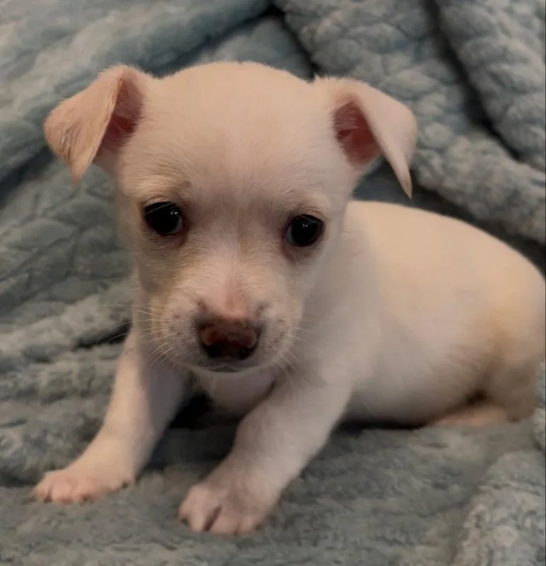 A baby small-sized female Chihuahua dog named Unity for adoption in Montgomery, TX