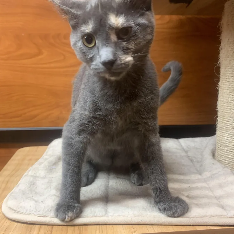 A baby small-sized female Domestic Short Hair cat named Iris for adoption in Port Jefferson Station, NY